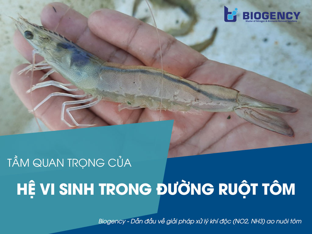 Tầm Quan Trọng Của Hệ Vi Sinh Trong Đường Ruột Tôm