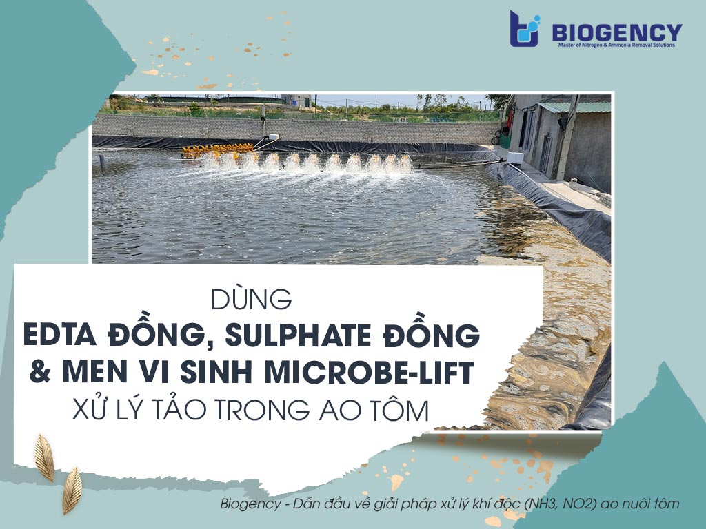 Dùng EDTA Đồng, Sulphate Đồng & Men Vi Sinh Xử Lý Tảo Ao Tôm