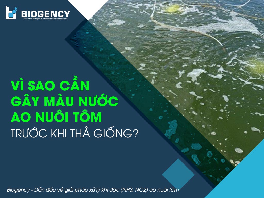 Vì Sao Cần Gây Màu Nước Ao Nuôi Tôm