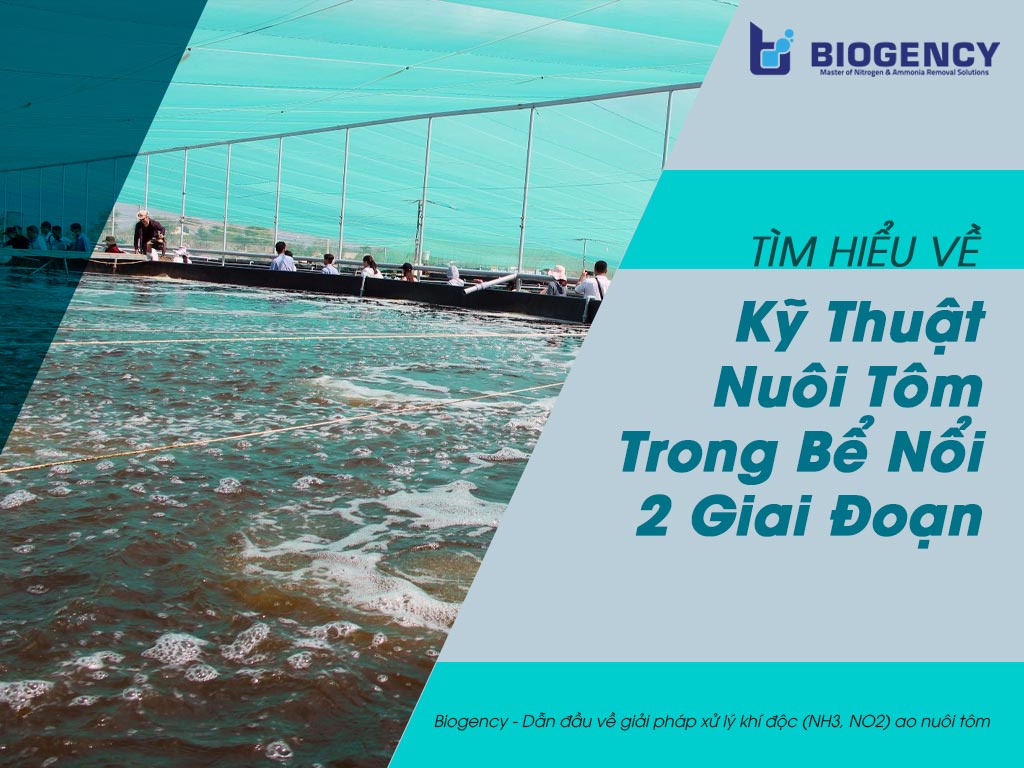 Kỹ thuật nuôi tôm trong bể nổi