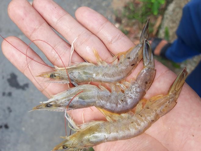Bệnh đốm đen trên tôm thẻ chân trắng